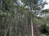Parduodamas miško ūkio sklypas Vilniaus r. - nuotraukos Nr. 5
