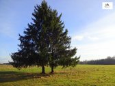 Parduodamas 2,66ha žemės ūkio paskirties - nuotraukos Nr. 9