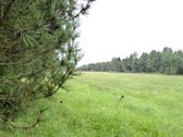 Parduodamas 2,66ha žemės ūkio paskirties - nuotraukos Nr. 17