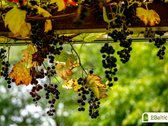 Parduodamas išskirtinai jaukus, saulėtas ir - nuotraukos Nr. 10