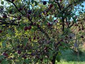 Parduodamas 7,57 arų sodo sklypas su mūriniu - nuotraukos Nr. 13