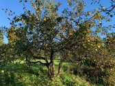 Parduodamas 7,57 arų sodo sklypas su mūriniu - nuotraukos Nr. 16