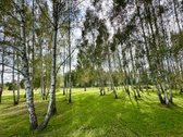 100 Beržų  66,20 A Rekreacinis Sklypas Su - nuotraukos Nr. 3