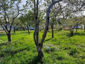 Parduodamas Sodo Sklypas– Su Šuliniu, - nuotraukos Nr. 4