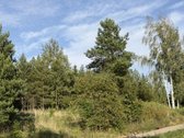 53 Arai Žalumos Jūsų Naujai Pradžiai - nuotraukos Nr. 9