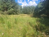 60 Arų Sklypas Miškų Apsuptyje – Erdvė Jūsų - nuotraukos Nr. 2