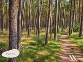 Ramybė Ten, Kur Pušynas Susitinka Su Jūra: - nuotraukos Nr. 4