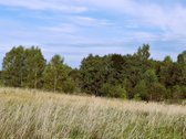 Parduodamas 10,8715 ha žemės ūkio paskirties - nuotraukos Nr. 7