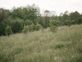 Parduodami 2, bendro 2,29 ha ploto, žemės - nuotraukos Nr. 7