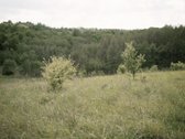 Parduodami 2, bendro 2,29 ha ploto, žemės - nuotraukos Nr. 12