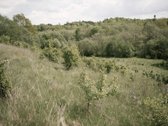 Parduodami 2, bendro 2,29 ha ploto, žemės - nuotraukos Nr. 15