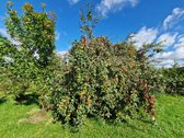 Vienoje Iš Uteniškių Labiausiai Mėgstamų Ir - nuotraukos Nr. 9
