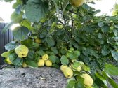 Parduodamas išskirtinės kokybės, pilnai - nuotraukos Nr. 74