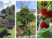 Parduodamas 6,10 A Sodo Sklypas Su Mūriniu - nuotraukos Nr. 14