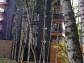 2 kambarių butas „Beržų terasose“  terasa  - nuotraukos Nr. 25