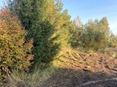 1. Rudens g. 10, detaliajame plane sklypas Nr - nuotraukos Nr. 6