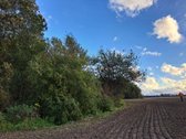 Parduodamas sklypas 5,4615 ha esantis Skuodo - nuotraukos Nr. 6