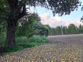 Parduodamas sklypas 5,4615 ha esantis Skuodo - nuotraukos Nr. 11