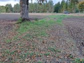 Parduodamas sklypas 5,4615 ha esantis Skuodo - nuotraukos Nr. 12