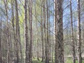 Parduodamas 30,3 ha sklypas Pasvalio rajone, - nuotraukos Nr. 3