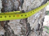 Parduodamas 30,3 ha sklypas Pasvalio rajone, - nuotraukos Nr. 4