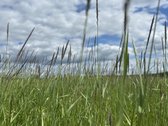 Parduodamas 2,6400 ha žemės ūkio paskirties - nuotraukos Nr. 7