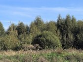 Parduodamas 6,58 ha žemes sklypas Kauno r. - nuotraukos Nr. 21