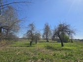 Jau koks žavus pusdvaris laukia savųjų - nuotraukos Nr. 11