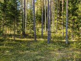 Privatumas miško apsuptyje, ant Juodyno ežero - nuotraukos Nr. 6