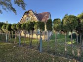 Puikioje vietoje, Grafo Zubovo g., centrinėje - nuotraukos Nr. 37