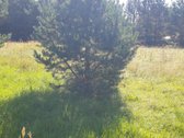 Parduodamas labai gražioje vietoje 15 a žemės - nuotraukos Nr. 20