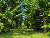 Tvarkinga, Jauki Sodyba Kalvų Ir Miškų - nuotraukos Nr. 22