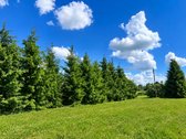 Tvarkinga, Jauki Sodyba Kalvų Ir Miškų - nuotraukos Nr. 23