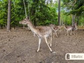 Parduodamas išskirtinis namas gamtos apsuptyje. - nuotraukos Nr. 3