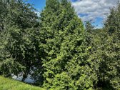 Parduodamas Kapitaliai Atnaujinamas Namas - nuotraukos Nr. 30