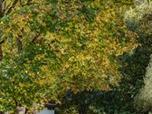 Saulėtas, Ką Tik Pilnai Įrengtas Butas Naujos - nuotraukos Nr. 16