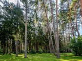 Šalia brandaus Valakampių miško įsikūręs - nuotraukos Nr. 26