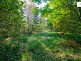 Išskirtinė Sodyba Ramybės Oazėje Vilniaus R., - nuotraukos Nr. 11