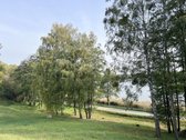 Parduodamas 65.37 arų namų valdos sklypas - nuotraukos Nr. 9