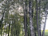 Parduodamas 65.37 arų namų valdos sklypas - nuotraukos Nr. 10