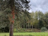 Parduodamas Namas Išskirtinėje Vietoje - - nuotraukos Nr. 6
