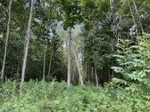 Parduodamas Namų Valdos Sklypas Su Ūkiniu - nuotraukos Nr. 9