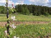 Parduodamas 30 hektarų žemes sklypas, obuolių - nuotraukos Nr. 8