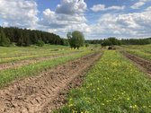 Parduodamas 30 hektarų žemes sklypas, obuolių - nuotraukos Nr. 12