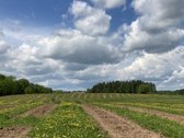 Parduodamas 30 hektarų žemes sklypas, obuolių - nuotraukos Nr. 13