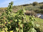 Rastinis namas šalia Pakruojo dvaro, sklypas - nuotraukos Nr. 5