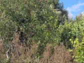 Parduodamas gyvenamasis namas Su 2,73 Ha - nuotraukos Nr. 10