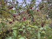 Parduodamas Pilnai Įrengtas Su Visais Baldais - nuotraukos Nr. 17