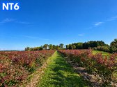 Perspektyvus Šilauogių Ūkis – 3,85 Ha Sklypas - nuotraukos Nr. 13