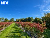 Perspektyvus Šilauogių Ūkis – 3,85 Ha Sklypas - nuotraukos Nr. 15